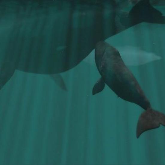 Fra filmen Ishavets kæmpe der kan ses på Filmstriben