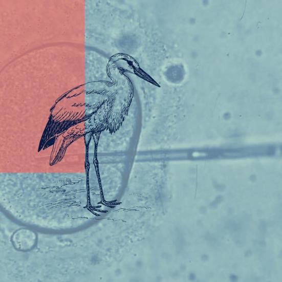 Grafik med stork og æg-celle, hvorpå der bliver lavet en kunstig befrugtning