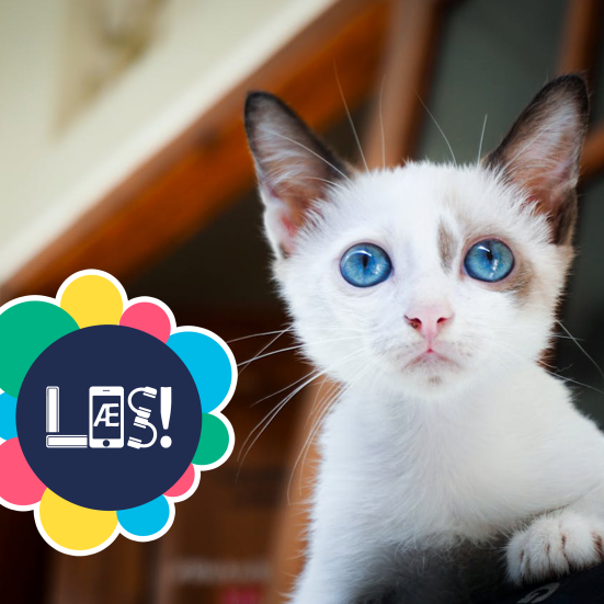 Lille hvid kat med blå øjne kigger mod kameraet