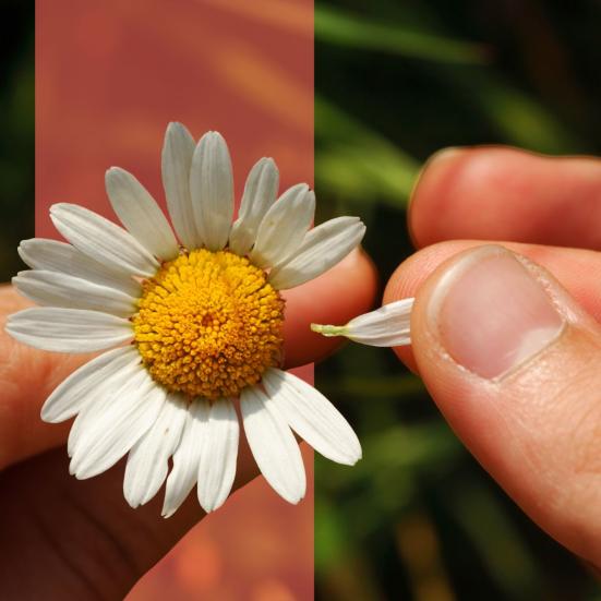 Nærbillede af en marguerit, hvor et kronblad trækkes af med fingrene.