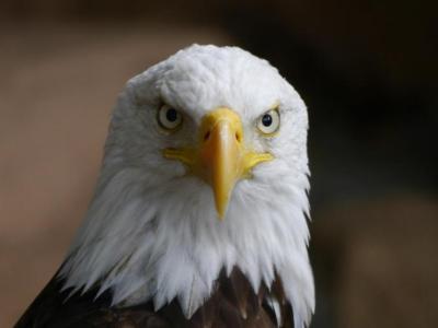 Foto af en Hvidhovedet Havørn