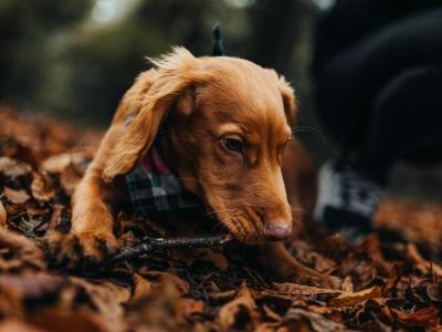 billede af en gravhund der leger i visne blade
