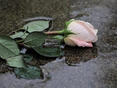 En lyserød rose i en vandpyt