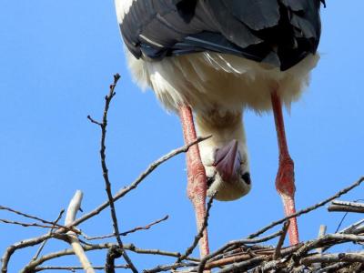 Foto af en stork i sin rede