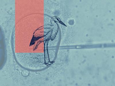 Grafik med stork og æg-celle, hvorpå der bliver lavet en kunstig befrugtning