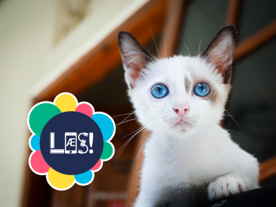 Lille hvid kat med blå øjne kigger mod kameraet