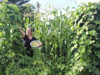 Kvinde der høster grønsager i haven
