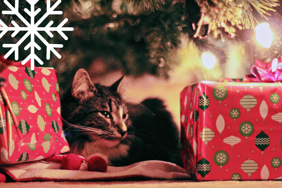 Kat og julegaver