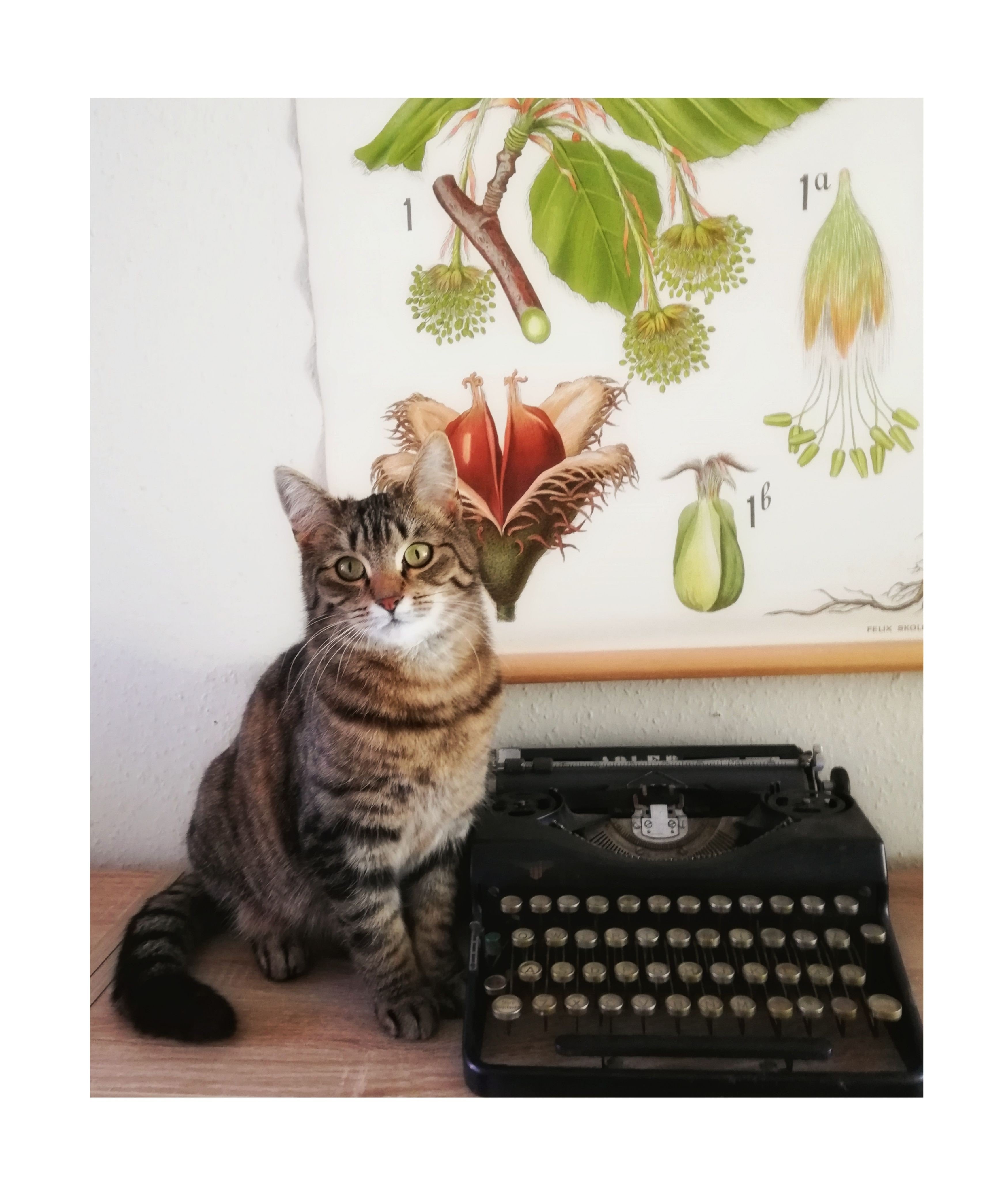ækvator Manifold have tillid Hvad skal katten hedde? | Horsens kommunes biblioteker